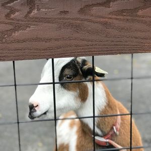 Meet your Posher, Morgan